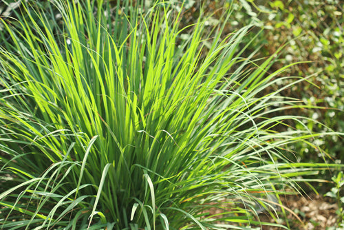 Aceite Esencial de Té Limón Natural (Lemongrass) | 10ml