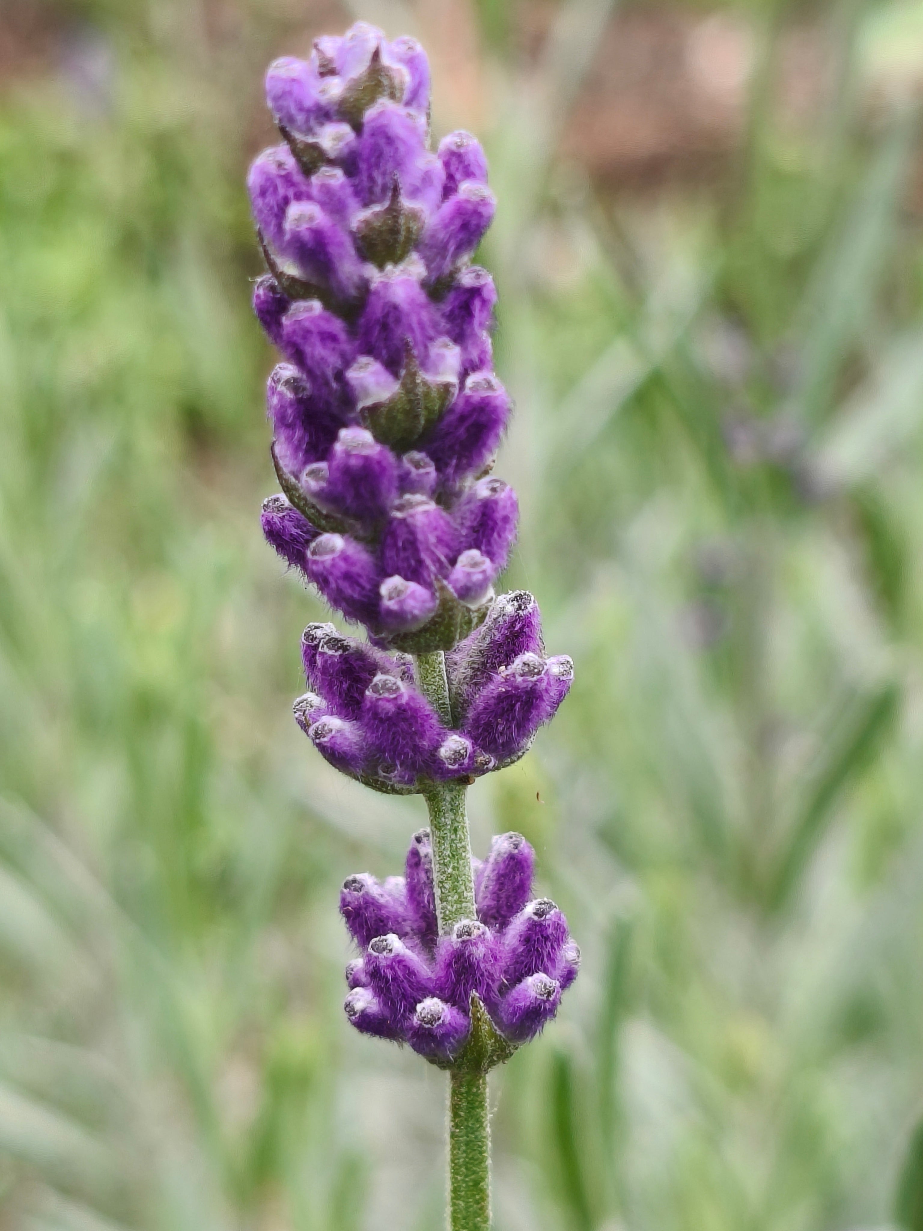 Aceite Esencial de Lavanda 100% Natural | 10ml
