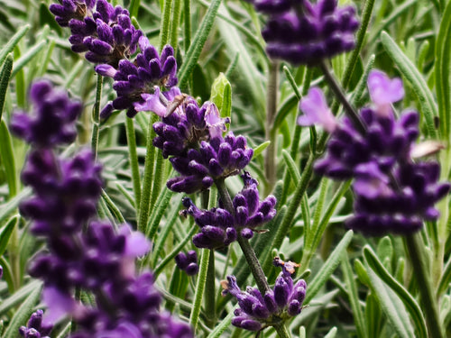 Aceite Esencial de Lavanda 100% Natural | 10ml