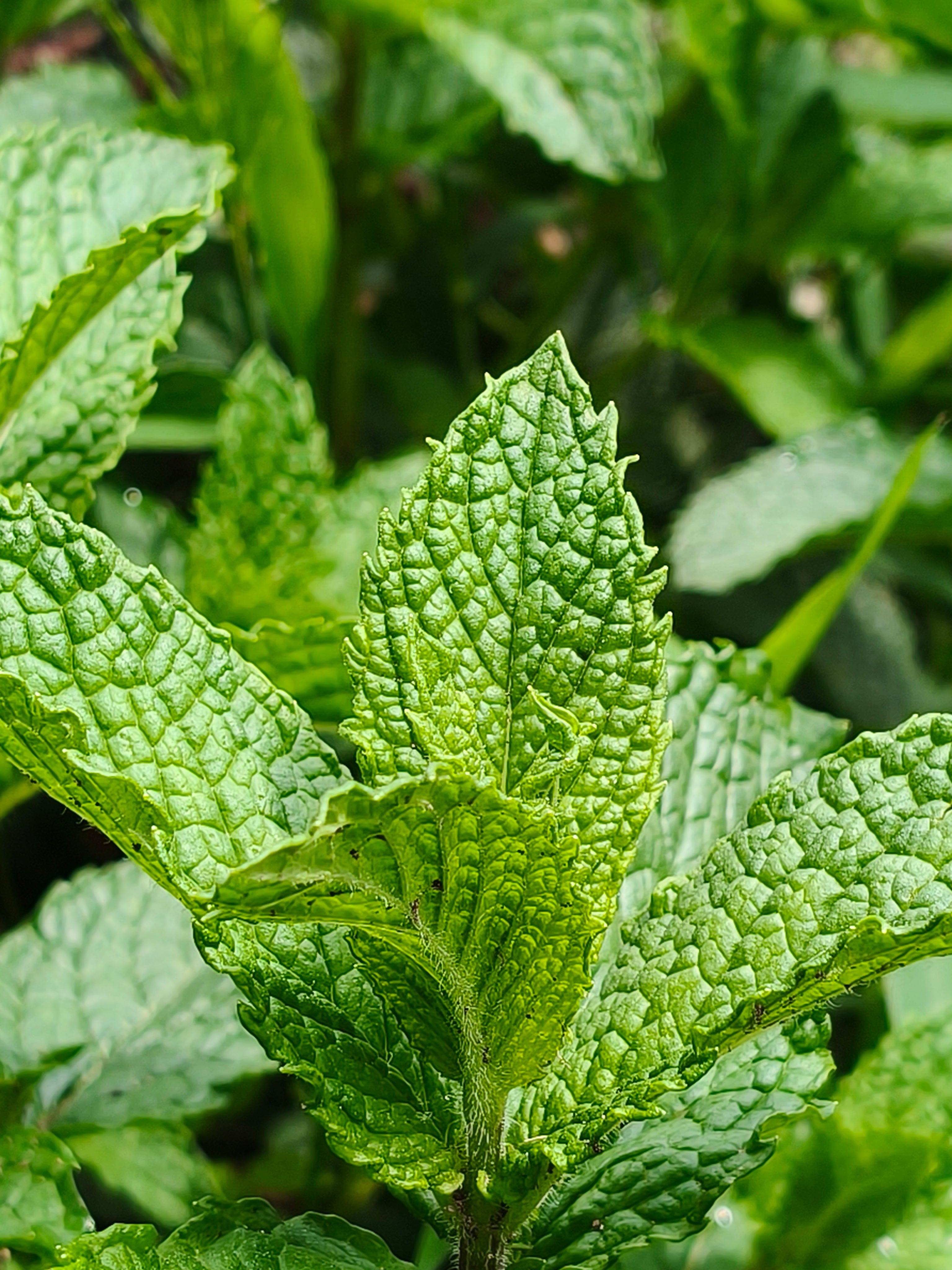 Aceite Esencial de Menta 100% Natural | 10ml